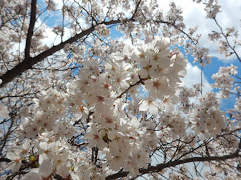 ���킵�ܓ��@���͂�