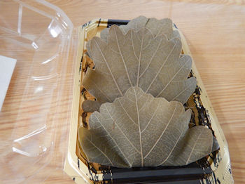 ���킵�ܓ��@����