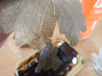 ���킵�ܓ��@����