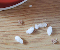 ���� �䂤�Ȃ���