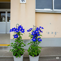 �R�i�� �l�򂢋����̉�